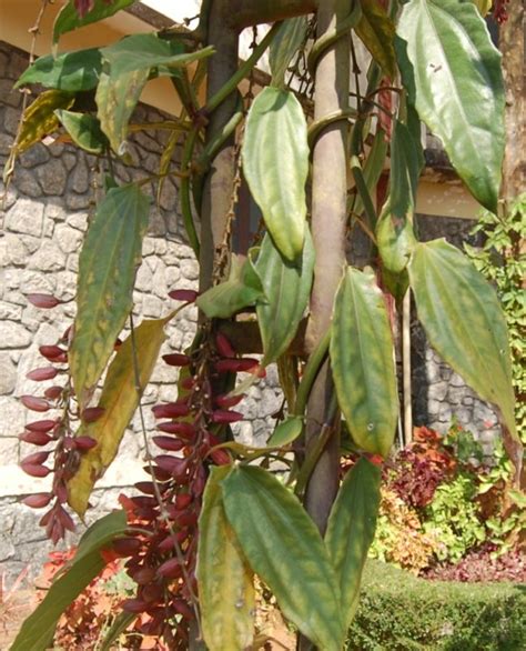 Thunbergia Coccinea Eflora Of India