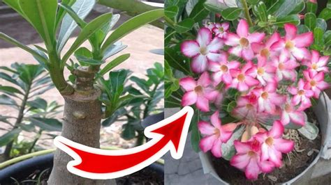 Cara Membuat Adenium Berbunga Lebat Youtube