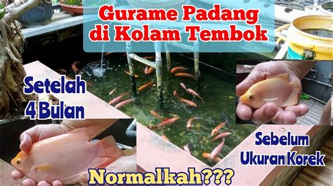 Luar Biasa Perkembangan Ikan Gurame Padang Bulan Di Kolam