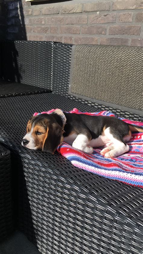 8315 best r/beagle images on Pholder | Bringing this stud muffin home