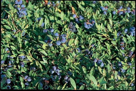 Vaccinium Angustifolium Briggs Nursery