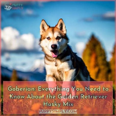 Goberian Everything You Need To Know About The Golden Retriever Husky Mix