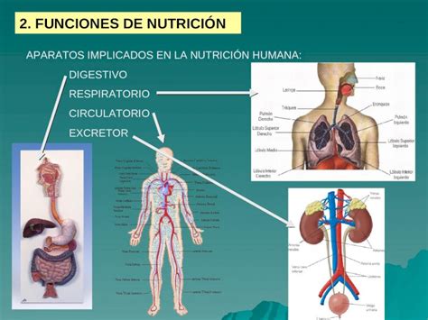 Ppt Funciones De Nutrici N Aparatos Implicados En La Nutrici N