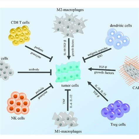 Modulation Of The Tumor Immune Microenvironment The Figure Shows Download Scientific Diagram