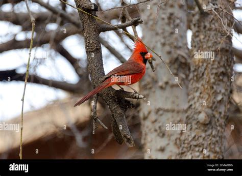 Patagonia Arizona Bird Watching At Kara Ward Blog