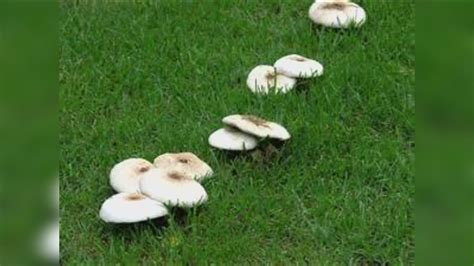 You Can Grow It Mushrooms Pop Up In The Lawn