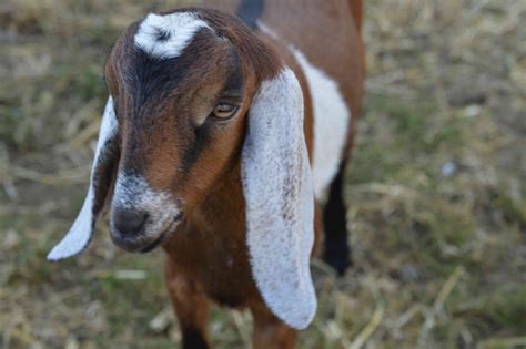 Tipos De Razas De Cabras