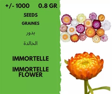 Gr Graines De Fleur Immortelle Immortelle Flower Seeds Eur