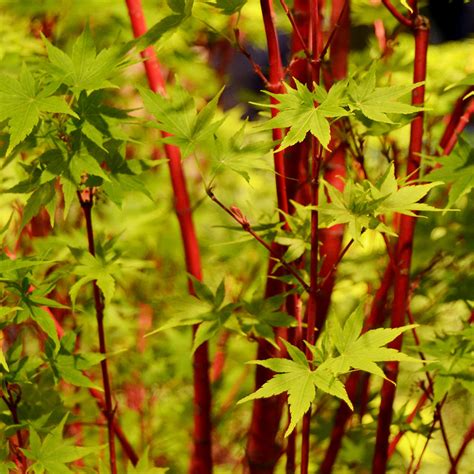 Japanese Maple Tree Bark