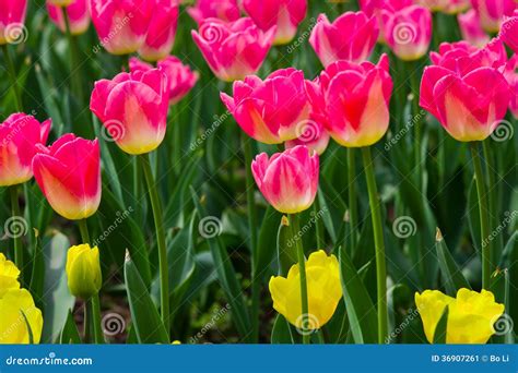 Rosa tulpan fotografering för bildbyråer Bild av tulpan 36907261