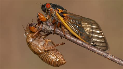 Finding Those Delightful Brood X Cicadas Heres How Live Science