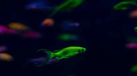 The Complete Glofish Betta Care Guide Fishkeeping World