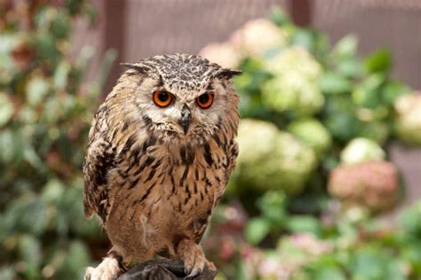 White Horned Owl Stock Photos Pictures And Royalty Free Images Istock