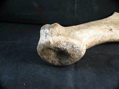 Elk Antlers For Sale at Anthony Pippen blog