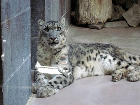 Cat Complex-Snow Leopard - ZooChat