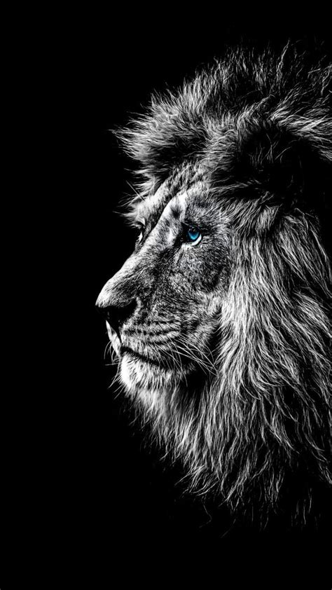 Black And White Lion Iphone Wallpaper