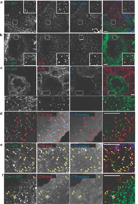 Flotillin Defines A Class Of Early Endosomal Intermediates That Do