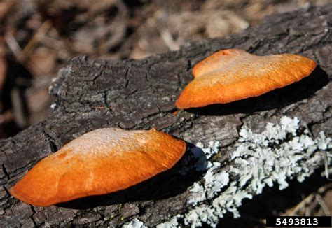 Red Polypore Pycnoporus Cinnabarinus