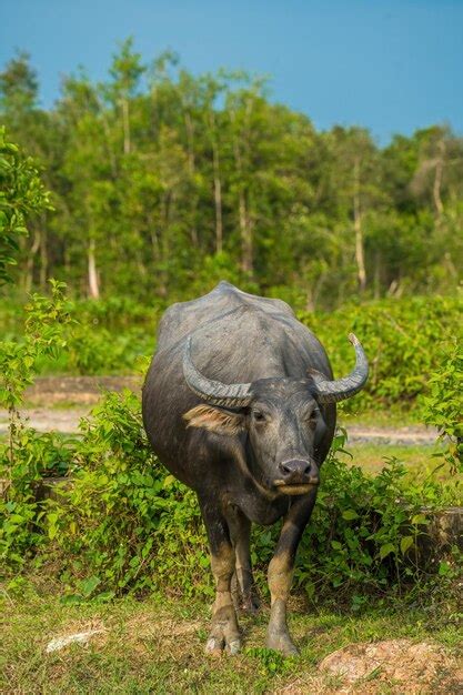 Buffalo Vietnam Long Uma Província Na Margem Do Rio Com Grama Verde