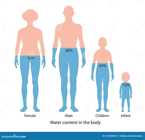 Contenido De Agua En El Cuerpo Humano Diagrama Stock De Ilustraci N