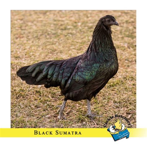 Black Sumatra Chicken: Baby Chicks for Sale | Cackle Hatchery