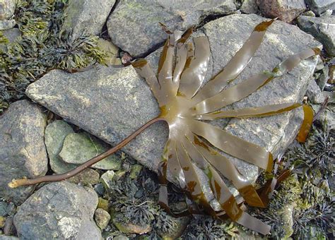 Laminariaceae in the water around and on Mount Desert Island