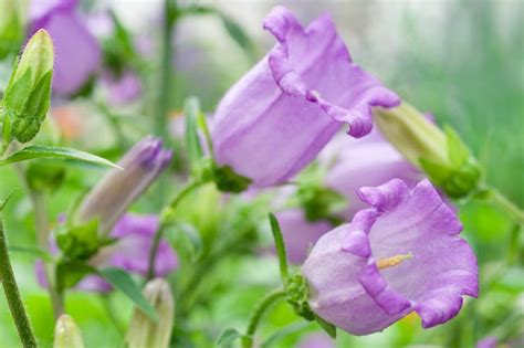 Campanula Bellflowers