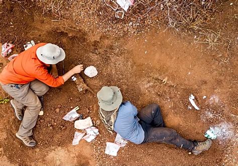 200 milyon yıllık dinozor fosili bulundu