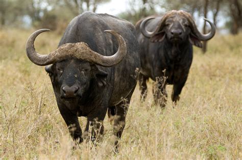 Serengeti National Park