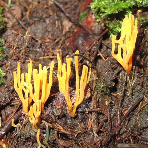 Ramariopsis Crocea About Tasmania