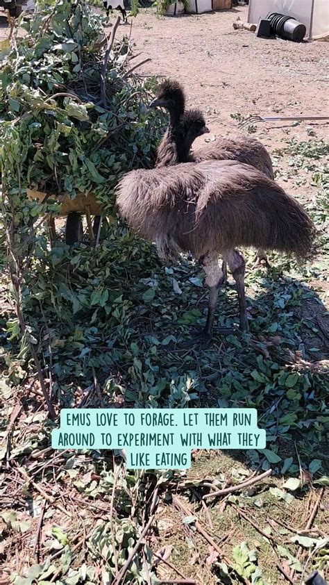 Emus love to forage. Let them run around to experiment with what they ...