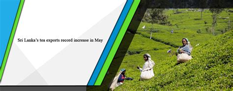 Sri Lanka’s tea exports record increase in May - Opportunity Sri Lanka