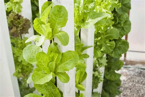 Will Outdoor Hydroponic Gardens Work? - Smart Garden and Home