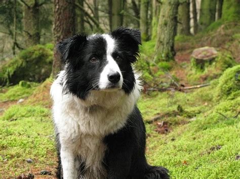 10 Best Native Irish Dog Breeds Ranked