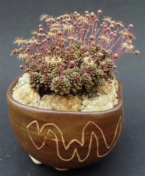 Монантес (Monanthes) Многолетний суккулент из семейства Толстянковых ...