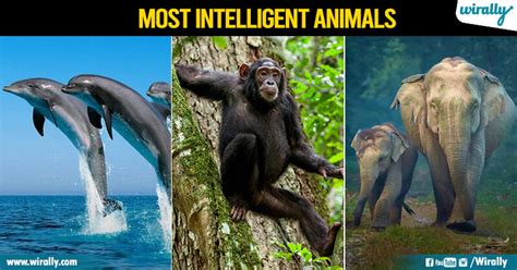 Most Intelligent Animals