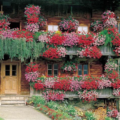 How To Plant Geraniums In Window Boxes