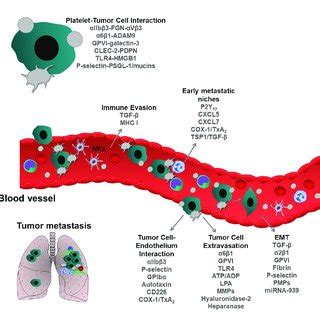 Role Of Blood Platelets In Tumor Metastasis During Metastatic