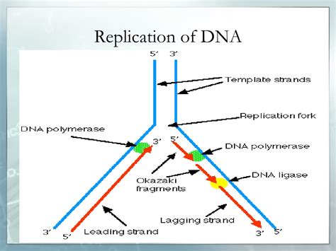 Ppt Molecular Basis Of Inheritance Powerpoint Presentation Free Download Id9579759