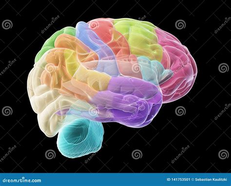 Sections Of Human Brain Anatomy Side View Flat Cartoon Vector