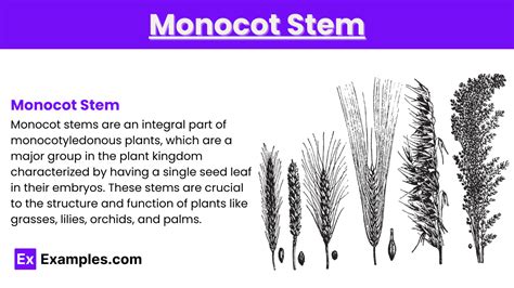 Monocot Stem - Meaning, Structure, Function, Characteristics