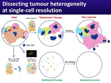 Christopher Heeschen Center For Single Cell Omics