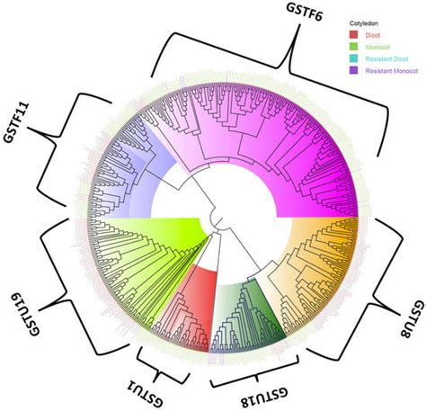 Genes Free Full Text Genome Wide Evolutionary Analysis Of Putative