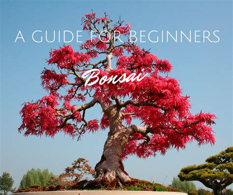 A Guide for Beginners: Starting a Bonsai Tree