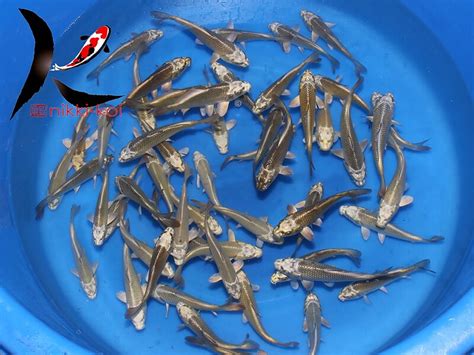 13-15 cm Kin Kabuto & Mukashi Japanese Koi From Marudo Koi Farm ...