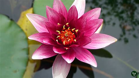 Petal Lotus Flower Meaning Best Flower Site