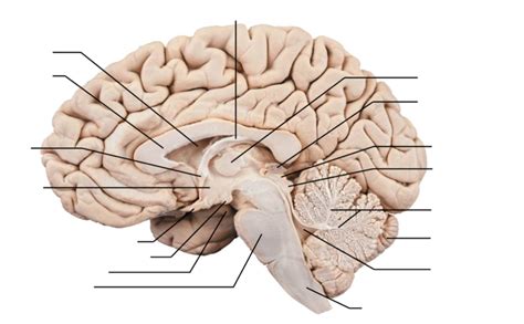 Lab 2 Basic Neuroanatomy Diagram Quizlet