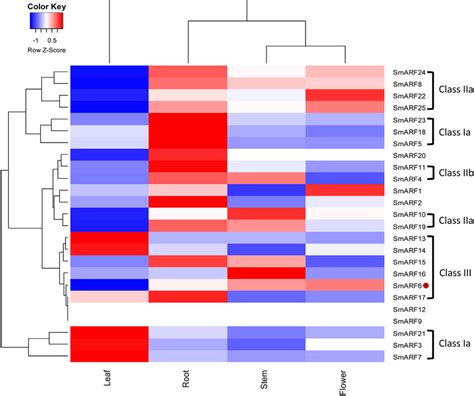 A Heat Map Showing Smarf Gene Expression Patterns In Different Organs