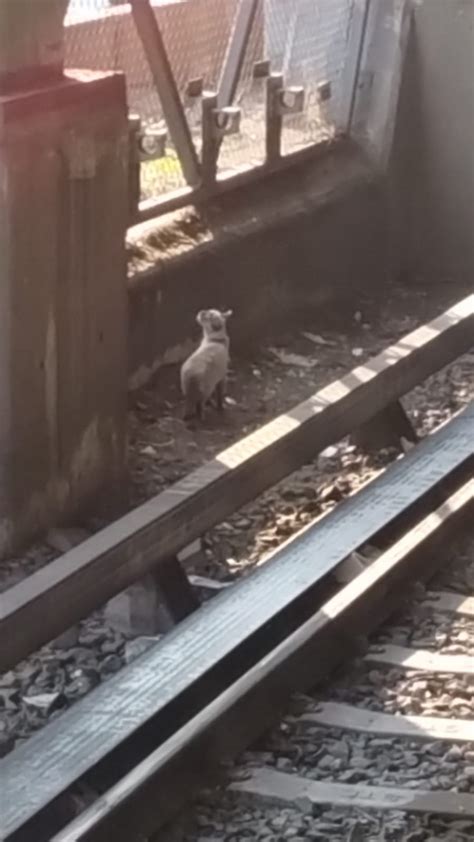 Chilango Metro De Cdmx Hoy De Abril Reportan Caos En Estas L Neas