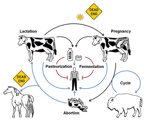 Brucellosis; Malta Fever; Undulant Fever